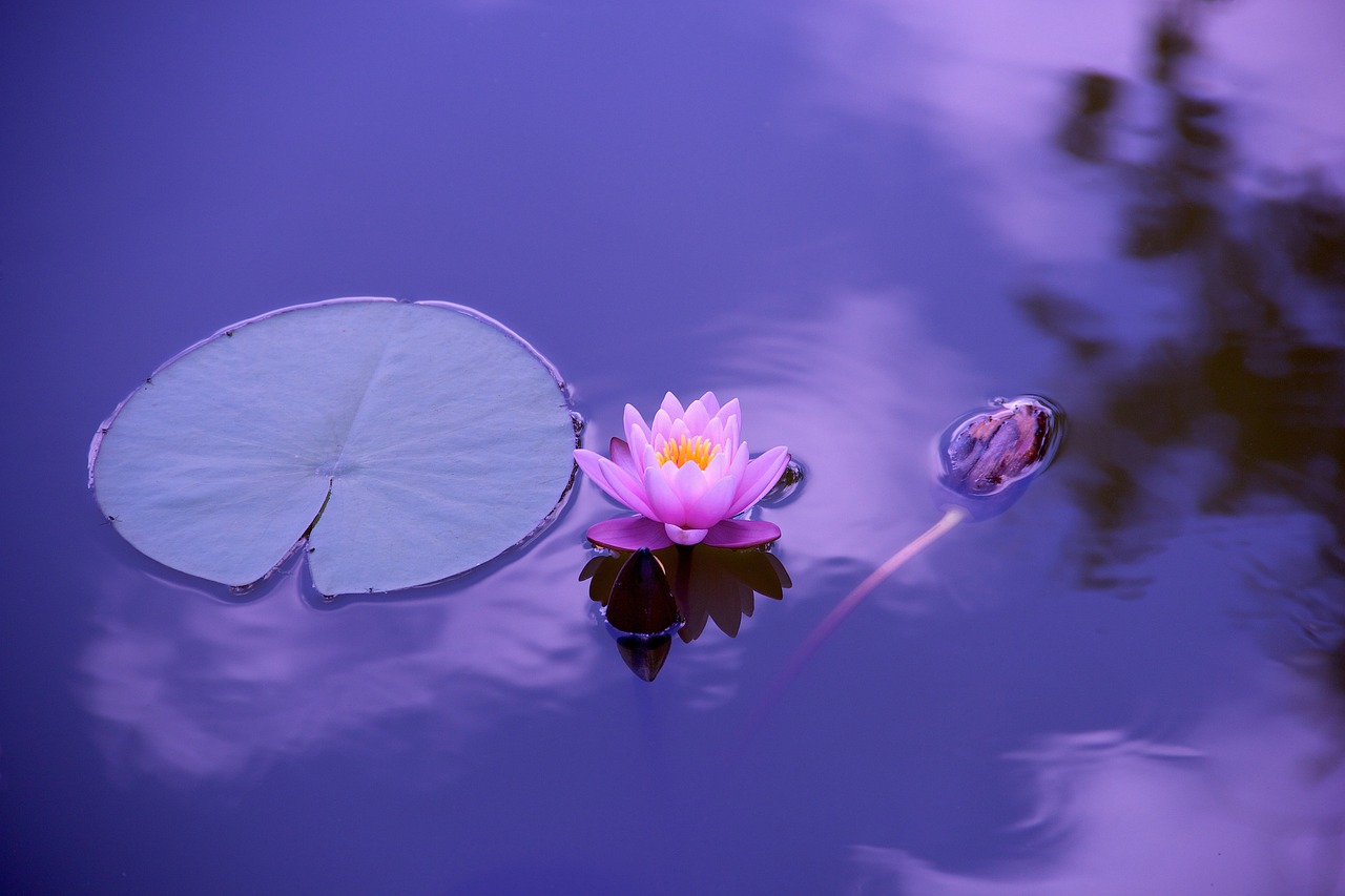 gallery-3 lotus, flower, flower wallpaper, lily pad, pond, aquatic plants, lotus flower, bloom, blossom, flora, calm water, water, flower background, nature, zen, elegant, asia, floral, lily, garden, pink, beautiful flowers, meditation, timeless, divine, international yoga day, yoga